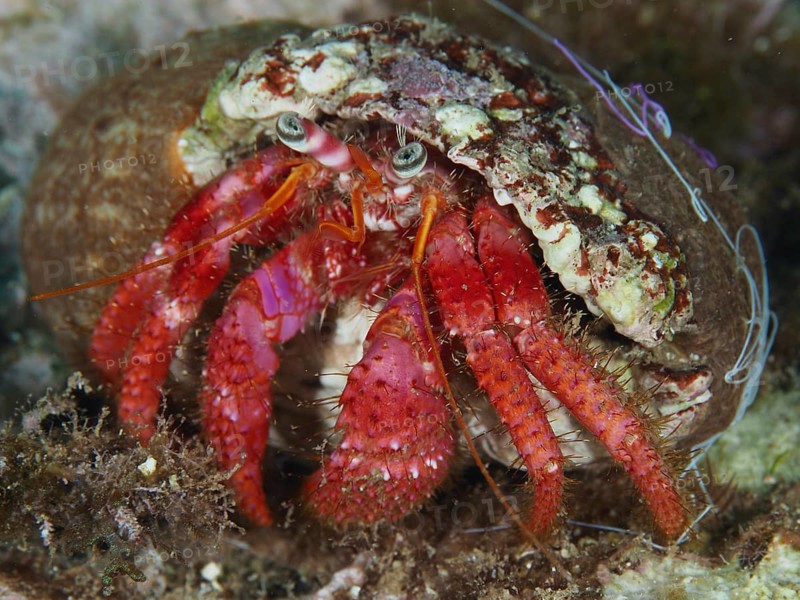 Red Hermit Crab (Dardanus Calidus) in a snail shell under water in the Mediterranean Sea near Hyères. Dive site Les Grottes, Giens peninsula, Provence Alpes Côte d'Azur, France, Europe