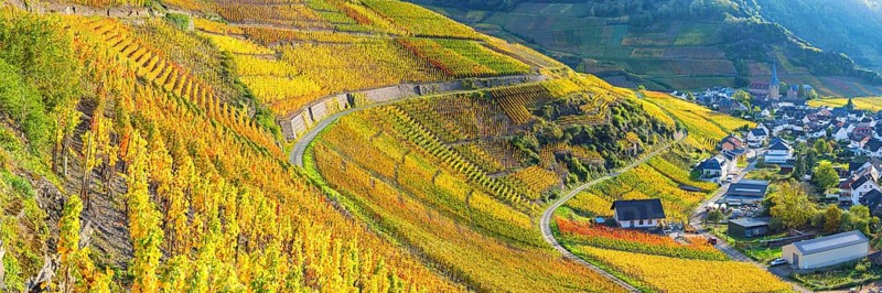 Vineyards in autumn, Mayschoß, Ahr valley, red wine of the Pinot Noir and Portugieser grape is grown here, red wine growing region, Eifel, Rhineland-Palatinate, Germany, Europe