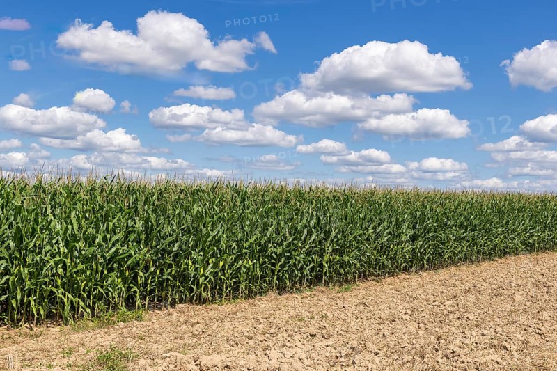 Symbolic image, renewable energies, maize plants, biogas plant, feed maize, maize cobs, clouds, immature, Baden-Württemberg, Germany, Europe