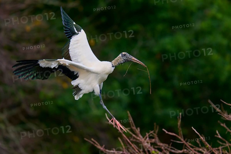 Wood Stork (Mycteria americana), flies through a wooded area holding a stick in its beak, Wakodahatchee Wetlands, Delray Beach, Florida, USA, North America