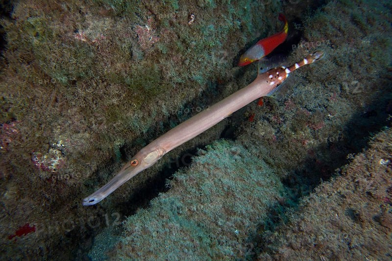 Atlantic cornetfish (Aulostomus strigosus) . Dive site Cueva del Tiburon, Las Galletas, Tenerife, Canary Islands, Spain, Europe