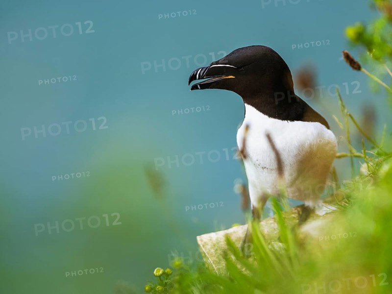 Razorbill, Alca Torda, birds on cliffs, Bempton Cliffs, North Yorkshire, England, United Kingdom, Europe