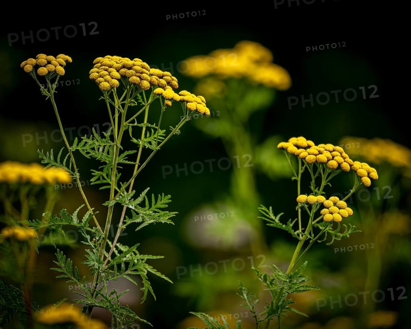 Nature, plant, wild plant, golden sheaf, Achillea filipendulina