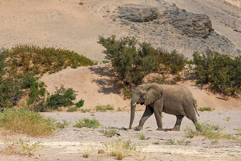 Desert elephant (Loxodonta africana) in front of a dune in the Huab dry river, Damaraland, Kunene region, Namibia, Africa