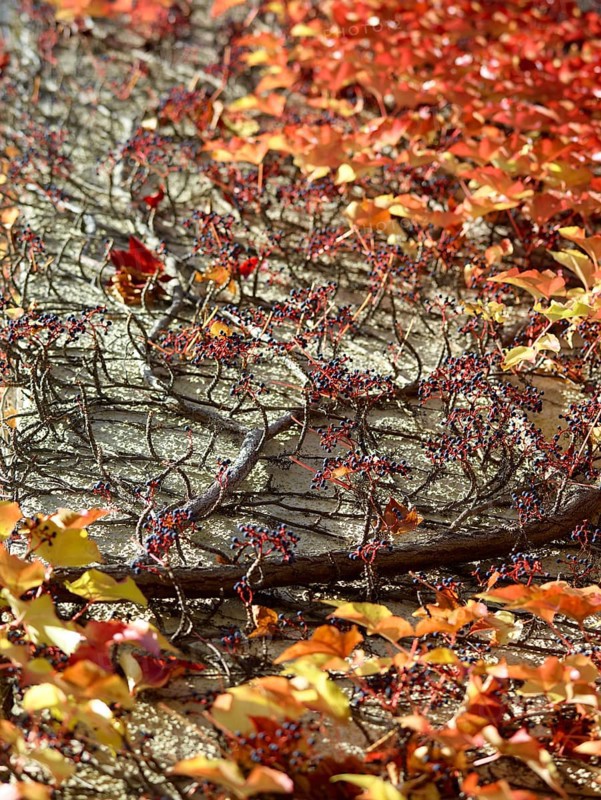 Wild Vine (Parthenocissus quinquefolia) on a house wall, autumn atmosphere, Munich, Bavaria, Germany, Europe