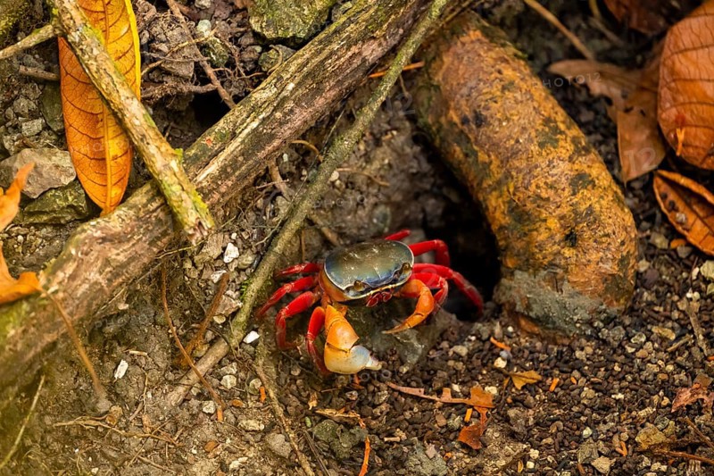 Harlequin crab (Cardisoma armatum), Manuel Antonio National Park, Puntarenas district, Costa Rica, Central America