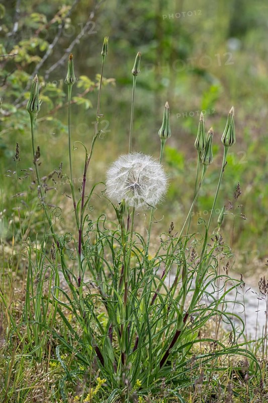 Meadow salsify (Tragopogon pratensis), Mecklenburg-Western Pomerania, Germany, Europe