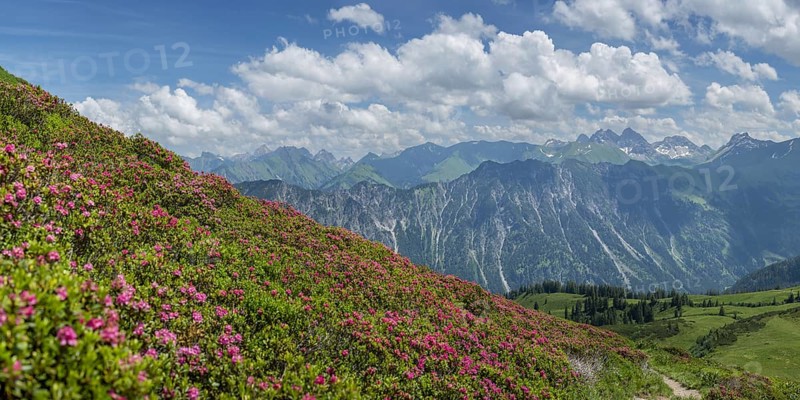 Alpine rose blossom, panorama from the Fellhorn to the Höfats, 2259m, and over the Schlappoldsee and mountain station of the Fellhornbahn to the central main ridge of the Allgäu Alps, Allgäu, Bavaria, Germany, Europe