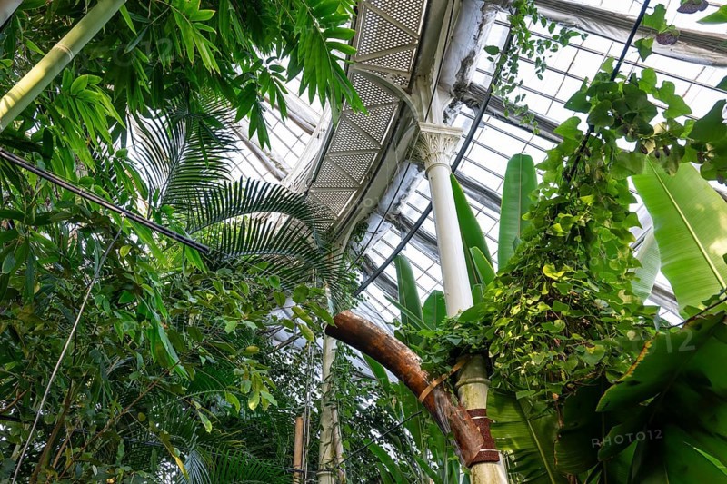 View through green canopy up to a decorative glass roof structure, historic greenhouse, Palm House, Botanical Garden or Botanisk Have, University of Copenhagen, Denmark, Europe