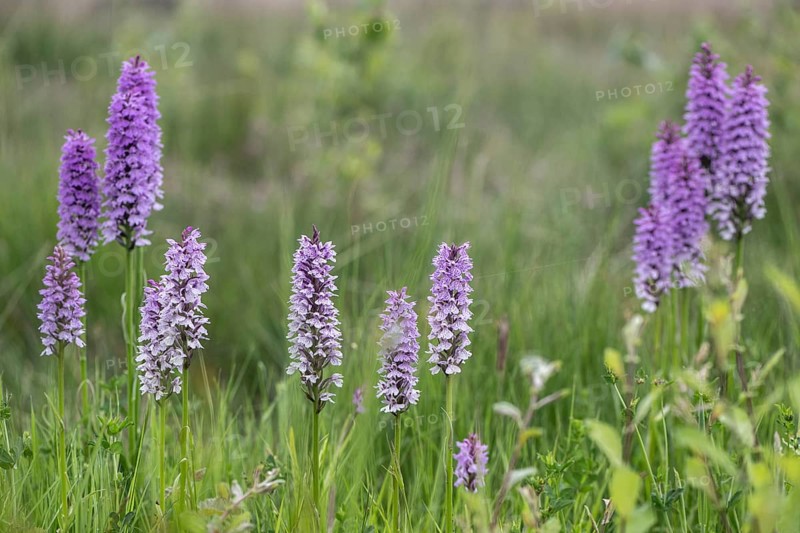Southern marsh orchid (Dactylorhiza praetermissa), Emsland, Lower Saxony, Germany, Europe