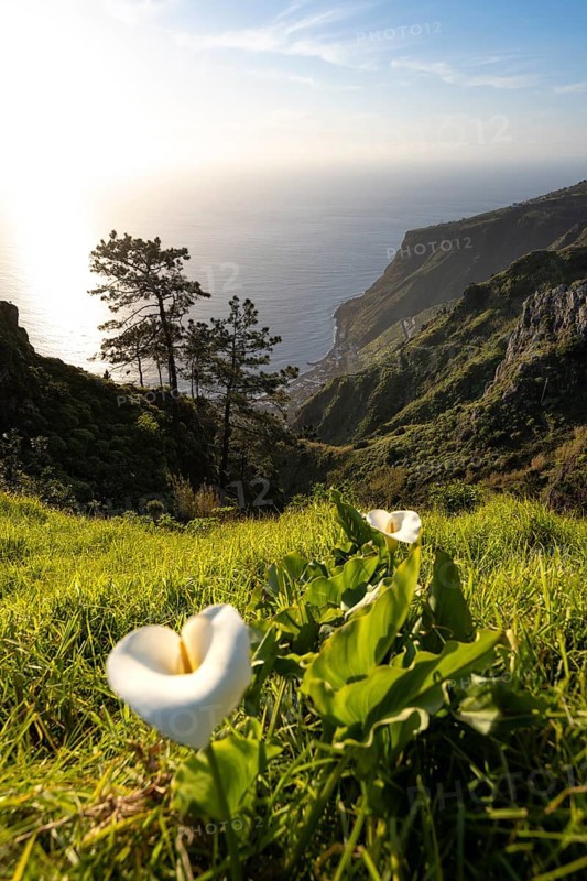 White blossom of a calla, evening mood, green coastal landscape on a steep cliff, sea and coast, viewpoint Miradouro da Raposeira, Paul do Mar, Madeira, Portugal, Europe