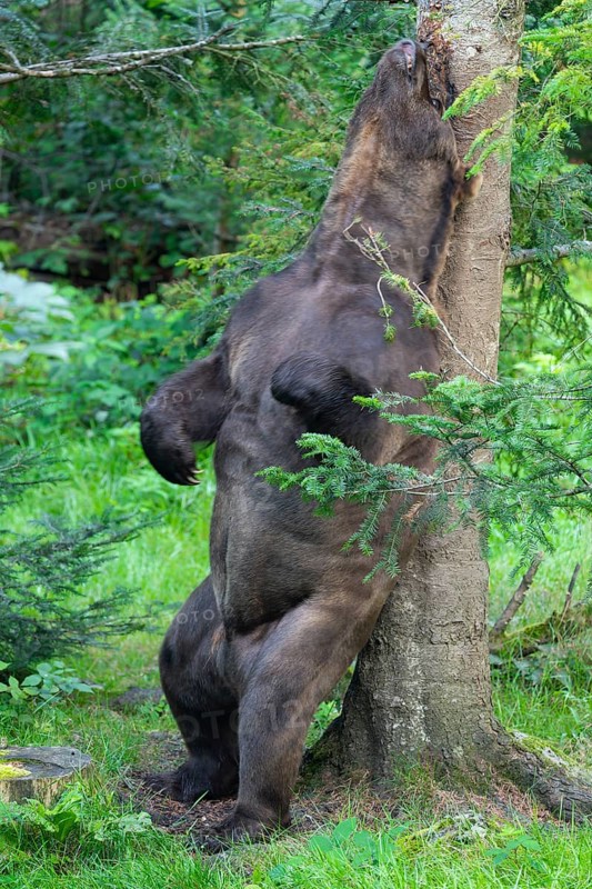 Brown bear (Ursus arctos) rubbing his back on a tree, Germany, Europe