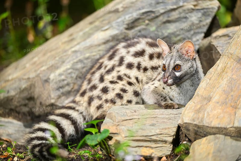 Common genet (Genetta genetta), wildlife in a forest, Montseny National Park, Catalonia, Spain, Europe
