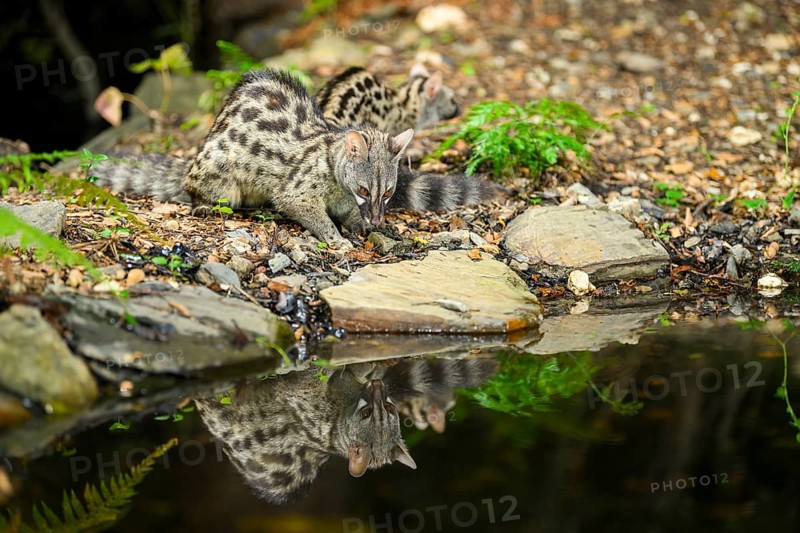 Common genet (Genetta genetta) at the shore of a lake, wildlife in a forest, Montseny National Park, Catalonia, Spain, Europe