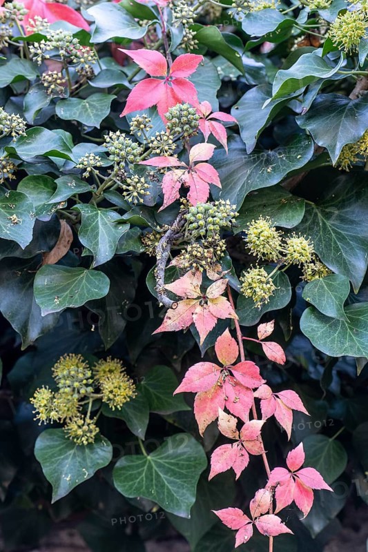 Wild Vine (Parthenocissus quinquefolia) in autumn leaves in front of ivy (Hedera helix), Speyer, Rhineland-Palatinate, Germany, Europe