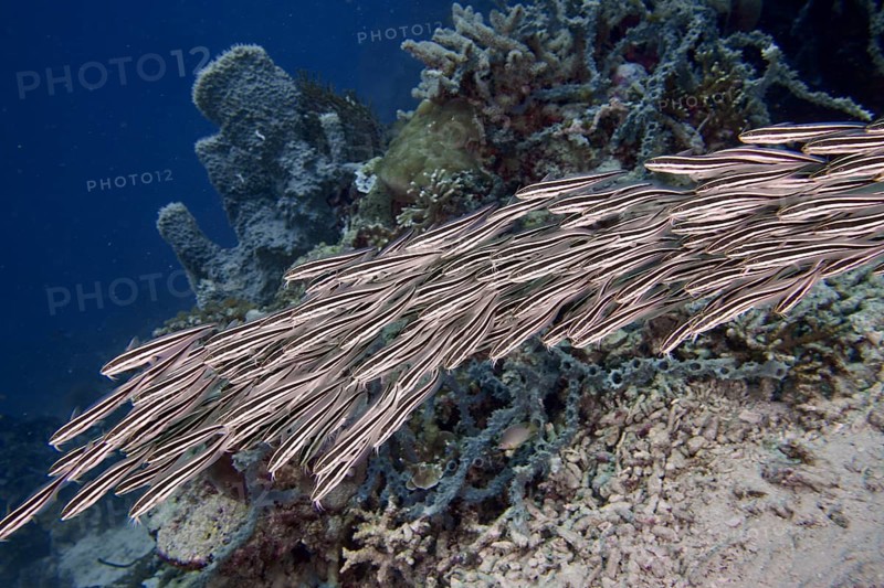 A school of Striped eel catfish (Plotosus lineatus) swimming over a coral reef in blue water, dive site Coral Garden, Menjangan, Bali, Indonesia, Asia