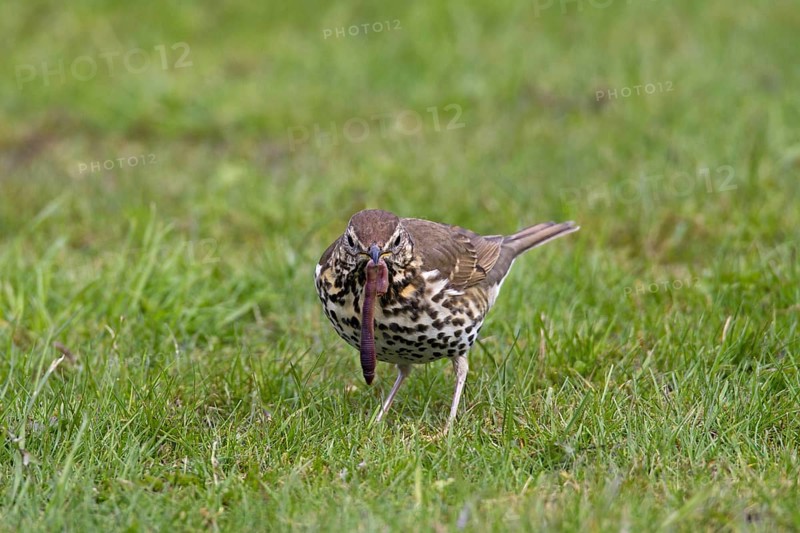 Song thrush (Turdus philomelos) eating earthworm on lawn in garden, Germany, Europe