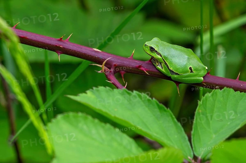European tree frog (Hyla arborea, Rana arborea) sunning on prickly stem of bramble bush in spring, summer showing green camouflage colour