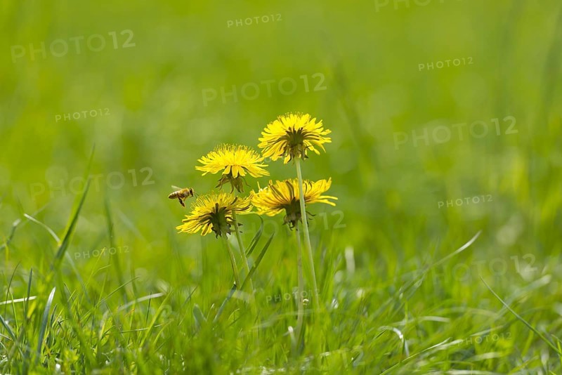 Dandelion Flower on the Green Field with Grass and a Flying Bee in a Sunny Day in Locarno, Ticino, Switzerland, Europe