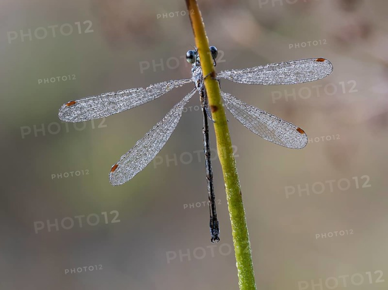 Emerald Damselfly (Lestes sponsa) sits on a rush stalk, the first rays of sunlight dry the wings, which are wetted by the morning dew, North Rhine-Westphalia, Germany, Europe