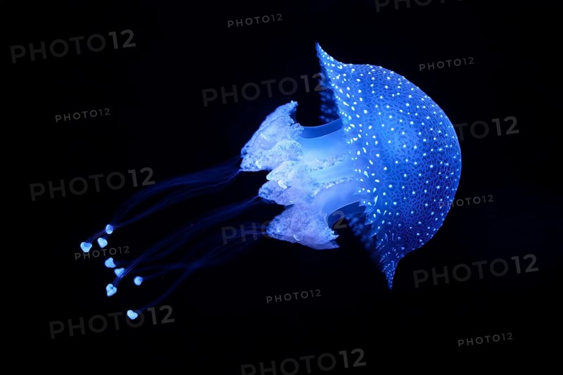 Tropical Jellyfish Phyllorhiza punctata white-spotted jellyfish aka floating bell, Australian spotted jellyfish underwater