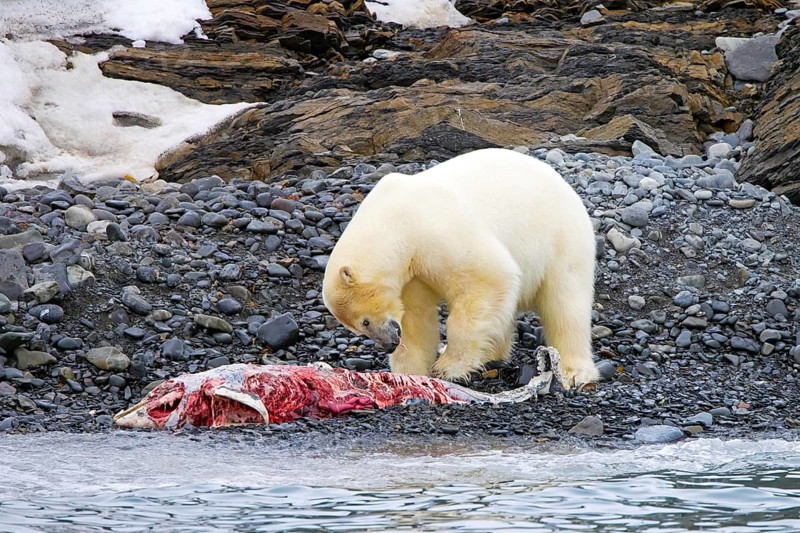 Solitary polar bear (Ursus maritimus) eating from beached dolphin carcass along the Svalbard coast in summer, Spitsbergen, Norway, Europe