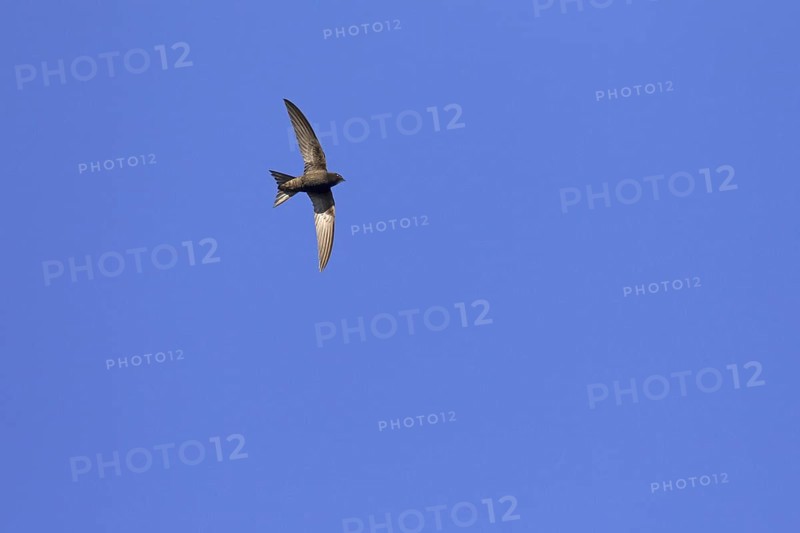 Common swift (Apus apus) in flight against blue sky