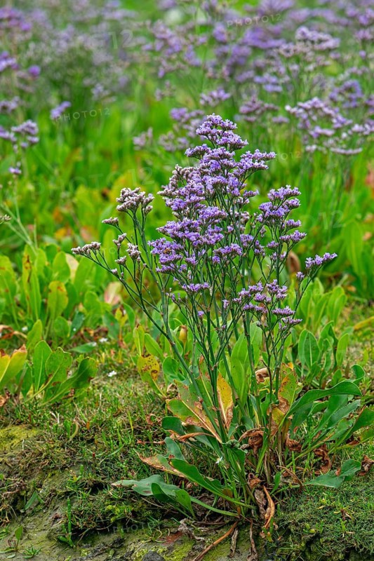 Common sea-lavender (Limonium vulgare) in flower in saltmarsh, salt marsh along the North Sea coast in summer