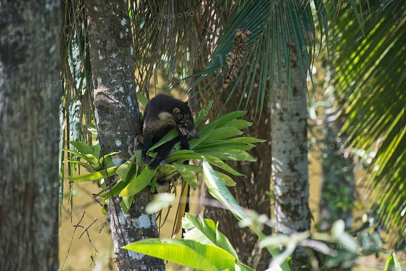 White-nosed coati (Nasura narica), Costa Rica, Central America