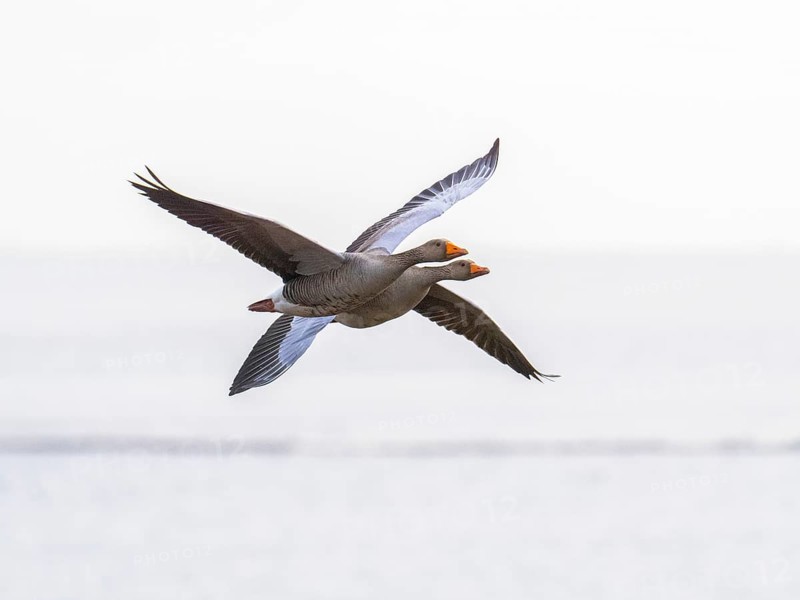 Graugans (Anser anser), zwei Vögel im Flug, über dem Naturschutzgebiet Mokbaai, auf der Insel Texel, Holland