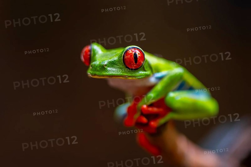 Red-eyed tree frog (Agalychnis callidryas), sitting on a branch, Heredia province, Costa Rica, Central America