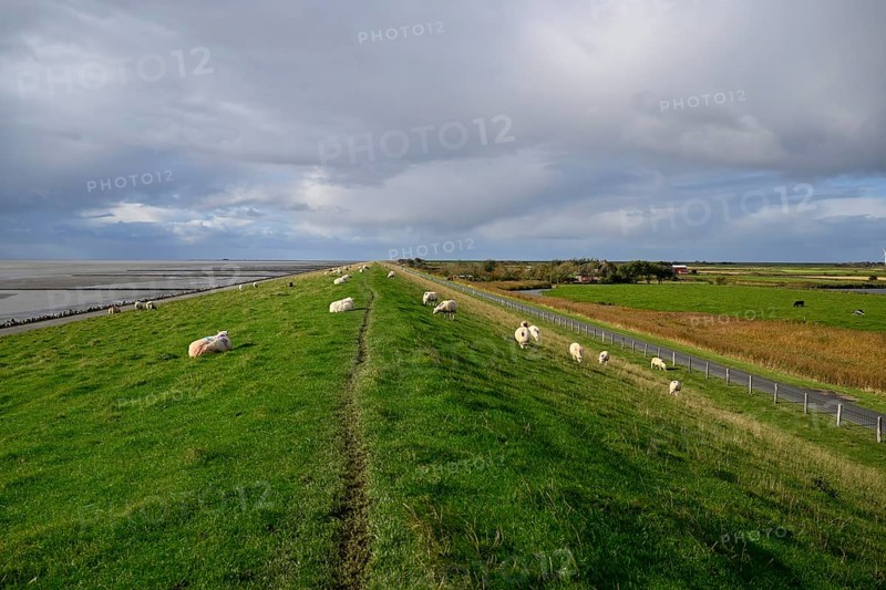 Sheep on a dyke, Pellworm Island, Schleswig-Holstein Wadden Sea National Park, North Frisia, Germany, Europe
