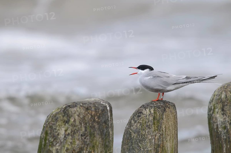 Common Tern (Sterna hirundo), sitting and calling on a wooden groyne, Baltic Sea, Usedom Island, Mecklenburg-Western Pomerania, Germany, Europe