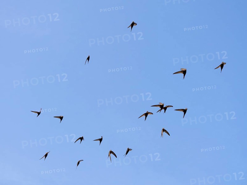 Common swift (Apus apus), flock in flight, against a blue sky, Hesse, Germany, Europe