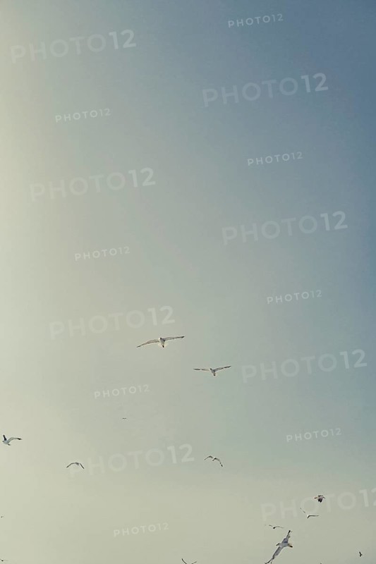 Seagulls off the coast of the Greek island of Skiathos, Greece, Europe