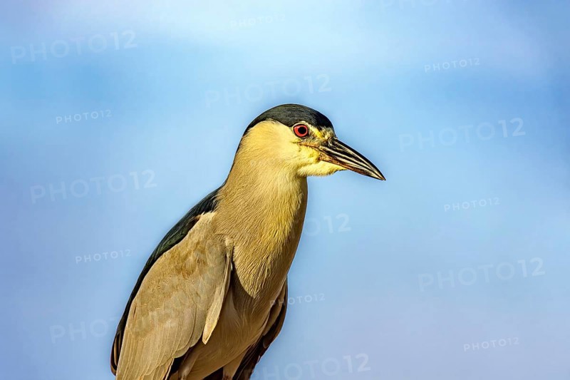 Water bird perched with the sky in the background in Barra da Tijuca in Rio de Janeiro Rio de Janeiro, RJ, Brazil, South America