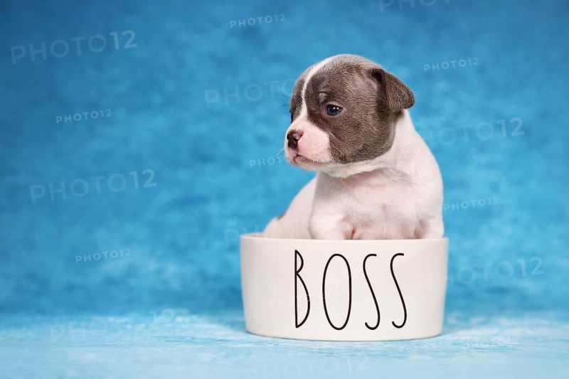 Young purebred pied French Bulldog puppy in dog bowl with text 'Boss'