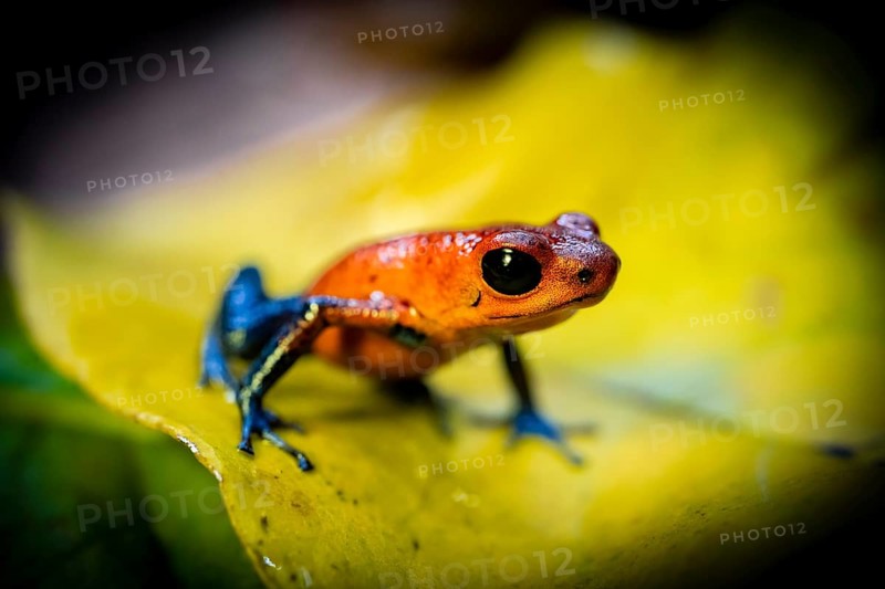 Strawberry frog (Oophaga pumilio) sitting on a yellow leaf, Heredia province, Costa Rica, Central America