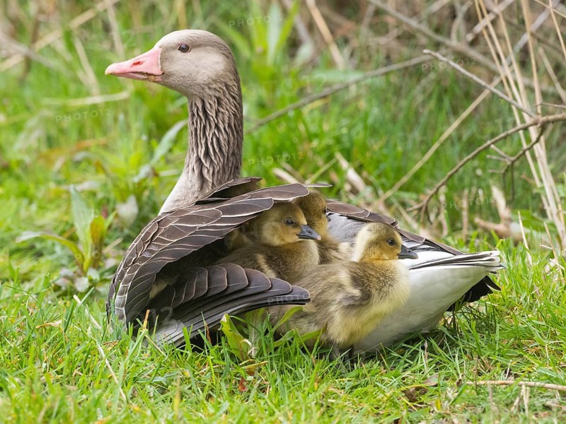 Greylag geese (Anser anser), three goslings or chicks, sheltering under the wing of the female or mother goose, to rest and keep warm, island of Texel, Holland