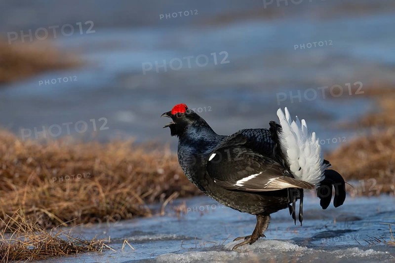 Black grouse (Lyrurus tetrix, syn.: Tetrao tetrix), Sweden, Europe