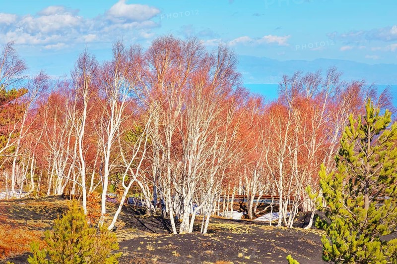 Birch trees (Betula aetnensis) sprouting, Etna, Sicily, Italy, Europe
