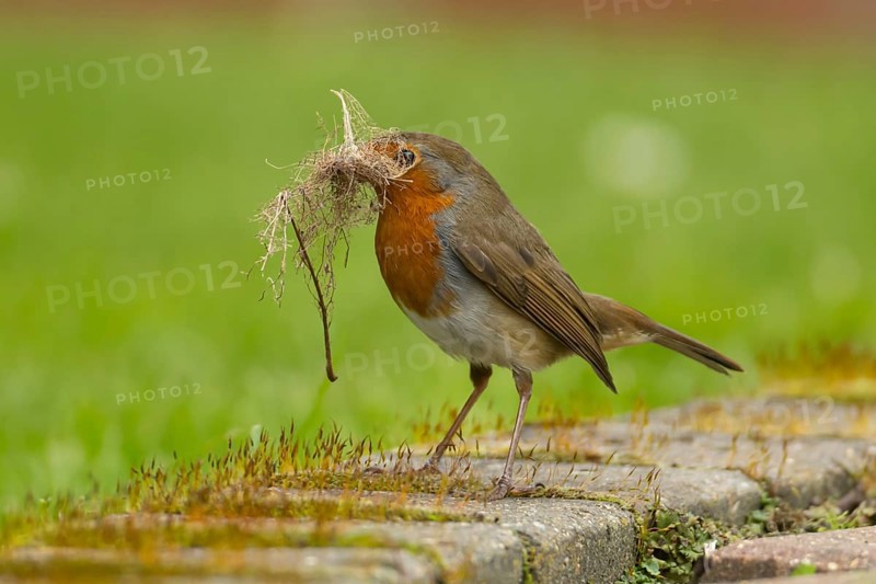 European robin (Erithacus rubecula) adult bird with nesting material in its beak in a garden in springtime, England, United Kingdom, Europe