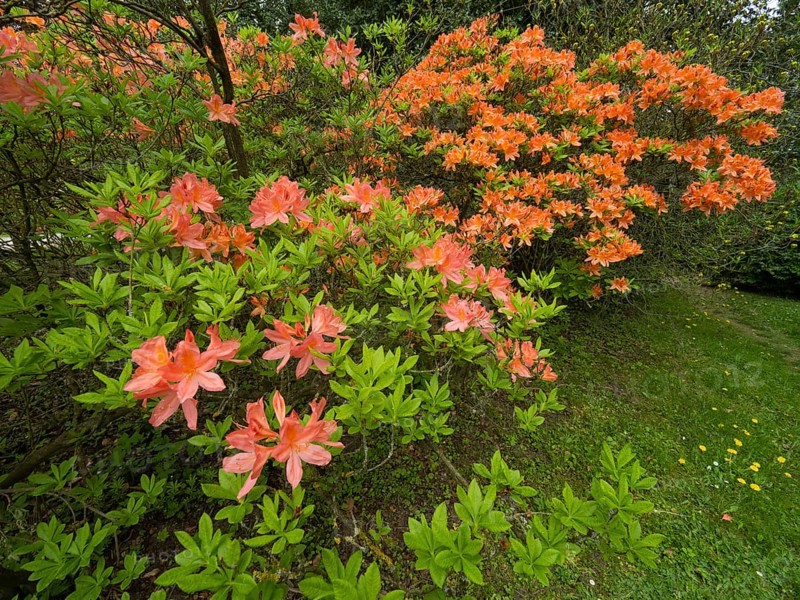 Azalea (Azalea sp.) flowering in a park, Hesse, Germany, Europe