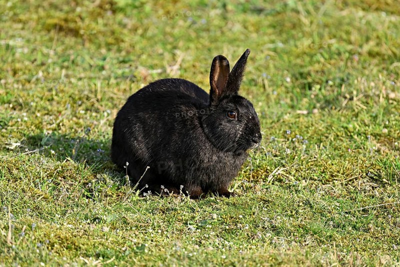 Wild rabbit (Oryctolagus cuniculus), standing on a meadow, Texel, West Frisian Islands, province of North Holland, Netherlands