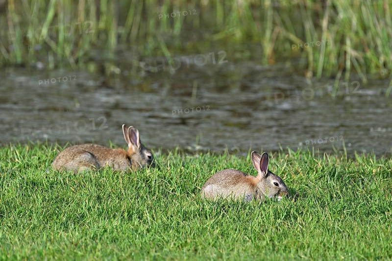 Two wild rabbits (Oryctolagus cuniculus), sitting on a meadow, Texel, West Frisian Islands, province of North Holland, Netherlands