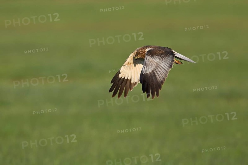 Montagu's harrier (Circus pygargus), female in flight, Lake Neusiedl National Park, Seewinkel, Burgenland, Austria, Europe