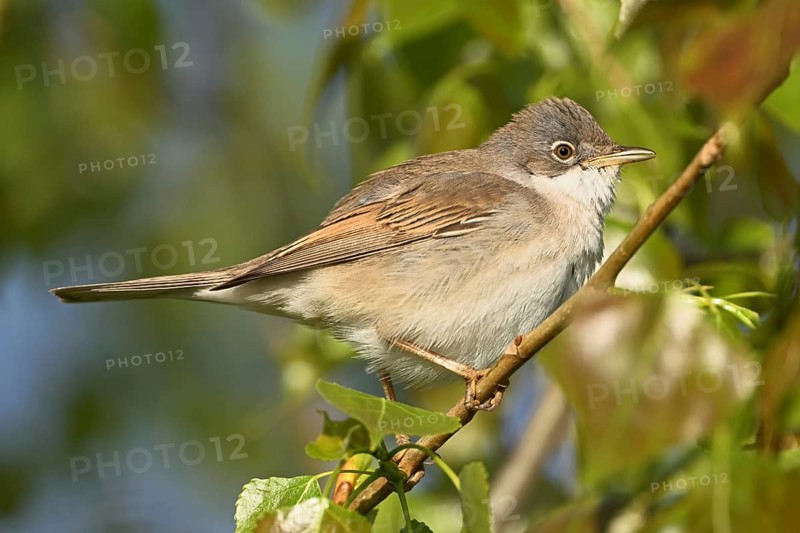 Common whitethroat (Sylvia communis), on a perch, Lake Neusiedl National Park, Seewinkel, Burgenland, Austria, Europe