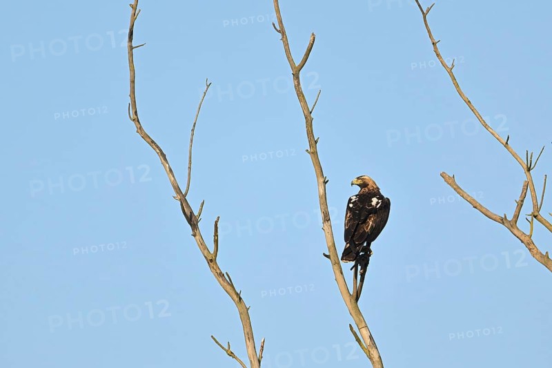 Imperial eagle (Aquila adalberti), adult bird sitting on a branch, Lake Neusiedl National Park, Burgenland, Austria National Park