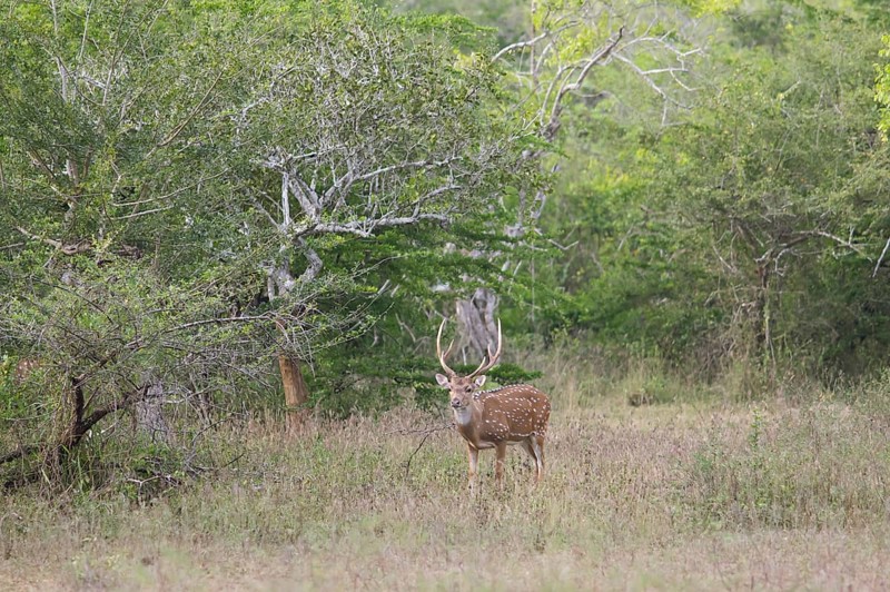 Axis deer (Axis axis) in Yala Natioal Park, Southern Province, Sri Lanka, Asia