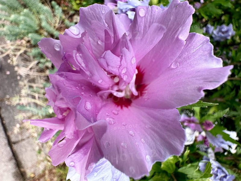 Althaea officinalis, rose mallow, shrub mallow, garden mallow, Syrian mallow, Sharon rose, festival flower (Hibiscus syriacus)